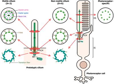 On the Wrong Track: Alterations of Ciliary Transport in Inherited Retinal Dystrophies